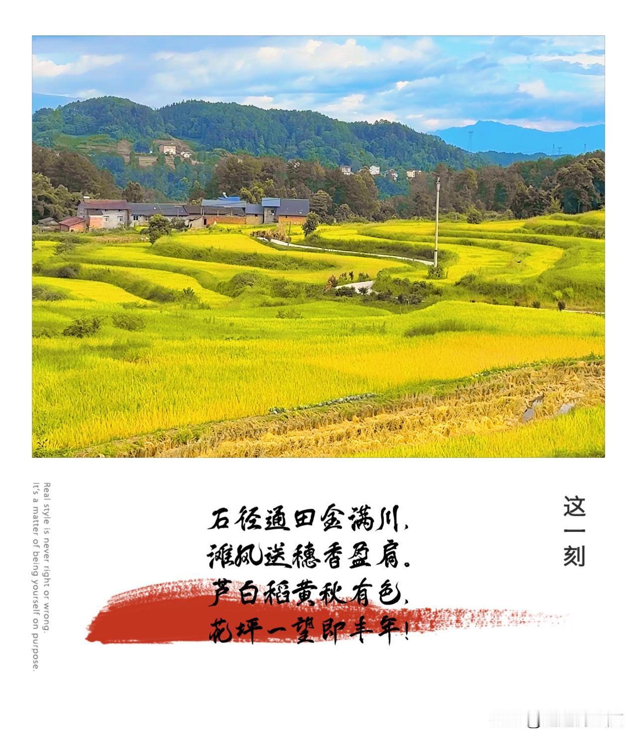 【七言藏头·石滩芦花坪】
石阶叠翠接云斜，
滩上秋风卷稻花。
芦雪轻扬金浪里，