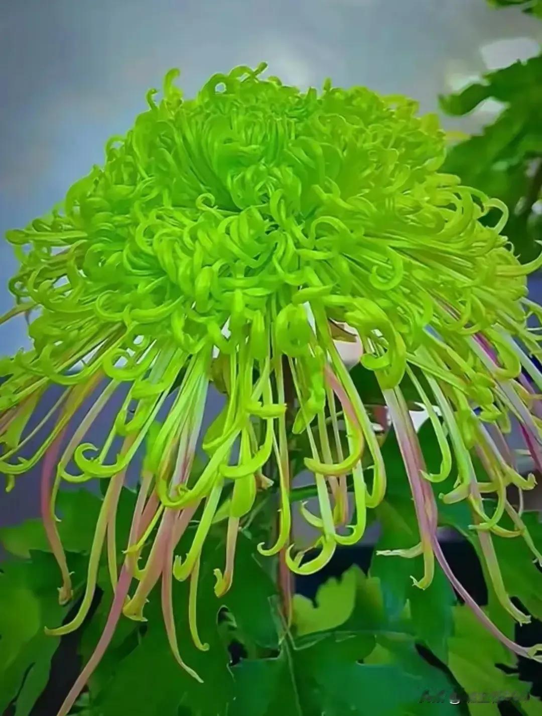 《菊女》

      《菊女》

菊女出阁九月八，
梳妆打扮烫头发。
冶黄淡紫