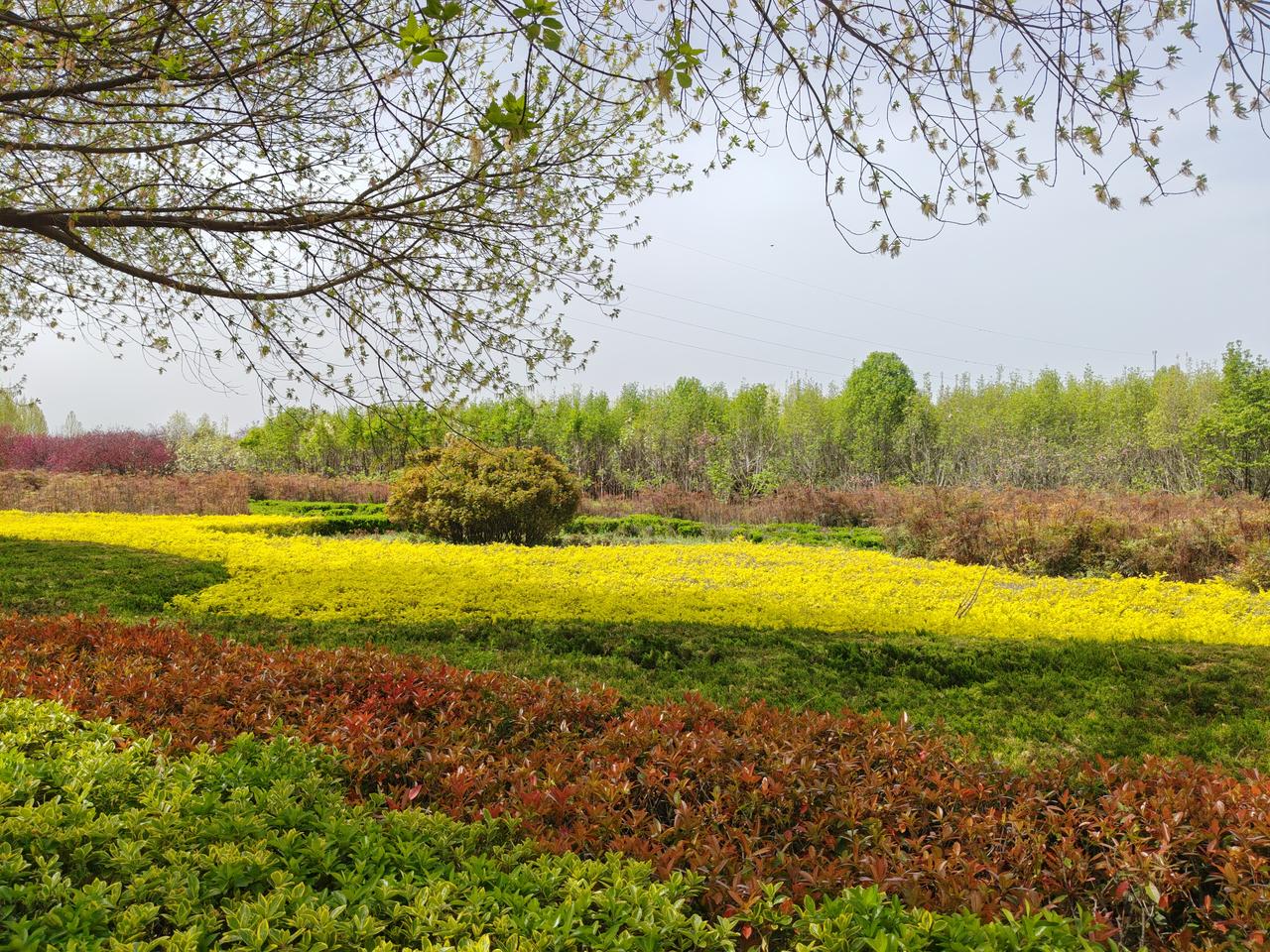 抬头撞见这一片春日盛景，真的被狠狠治愈了！层层叠叠的色块铺在眼前，红的热烈、黄的