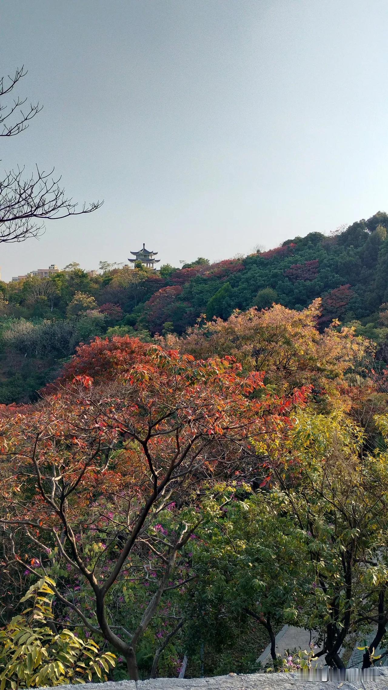 这个冬日，甘竹山公园换上了新装，真的太美了！

漫山遍野，层林尽染，五彩斑斓，一