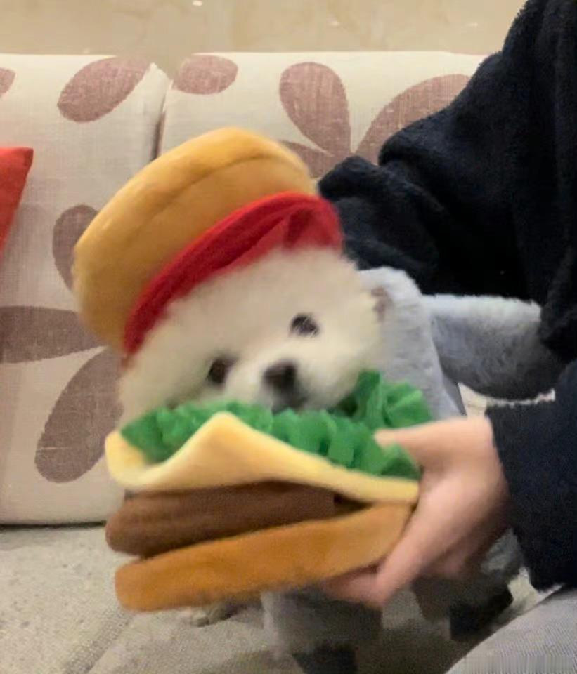 头像 汉堡小狗🍔🐶 