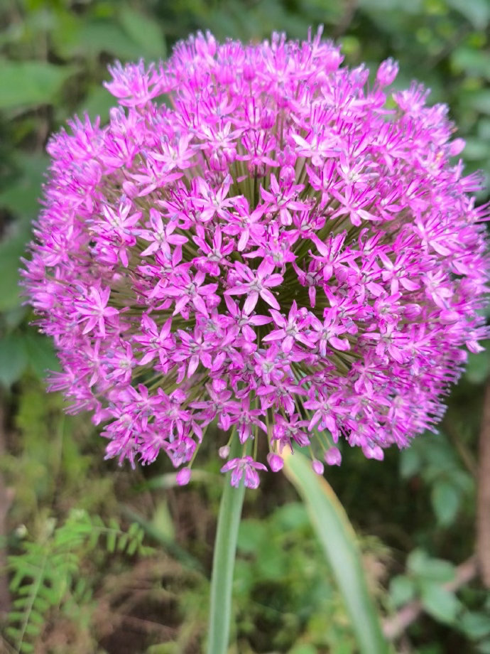 ‎种植 大花葱最佳种植时间为10 月中旬至 11 月（秋播为主，需春化开花），次