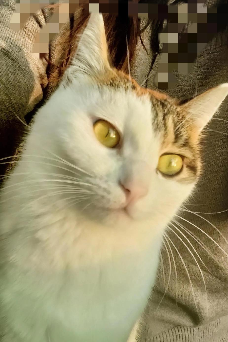 这猫的眼神，我怎么越看越像我那嘴硬心软的损友？哈哈！
 
刚抱我家猫的时候，它这