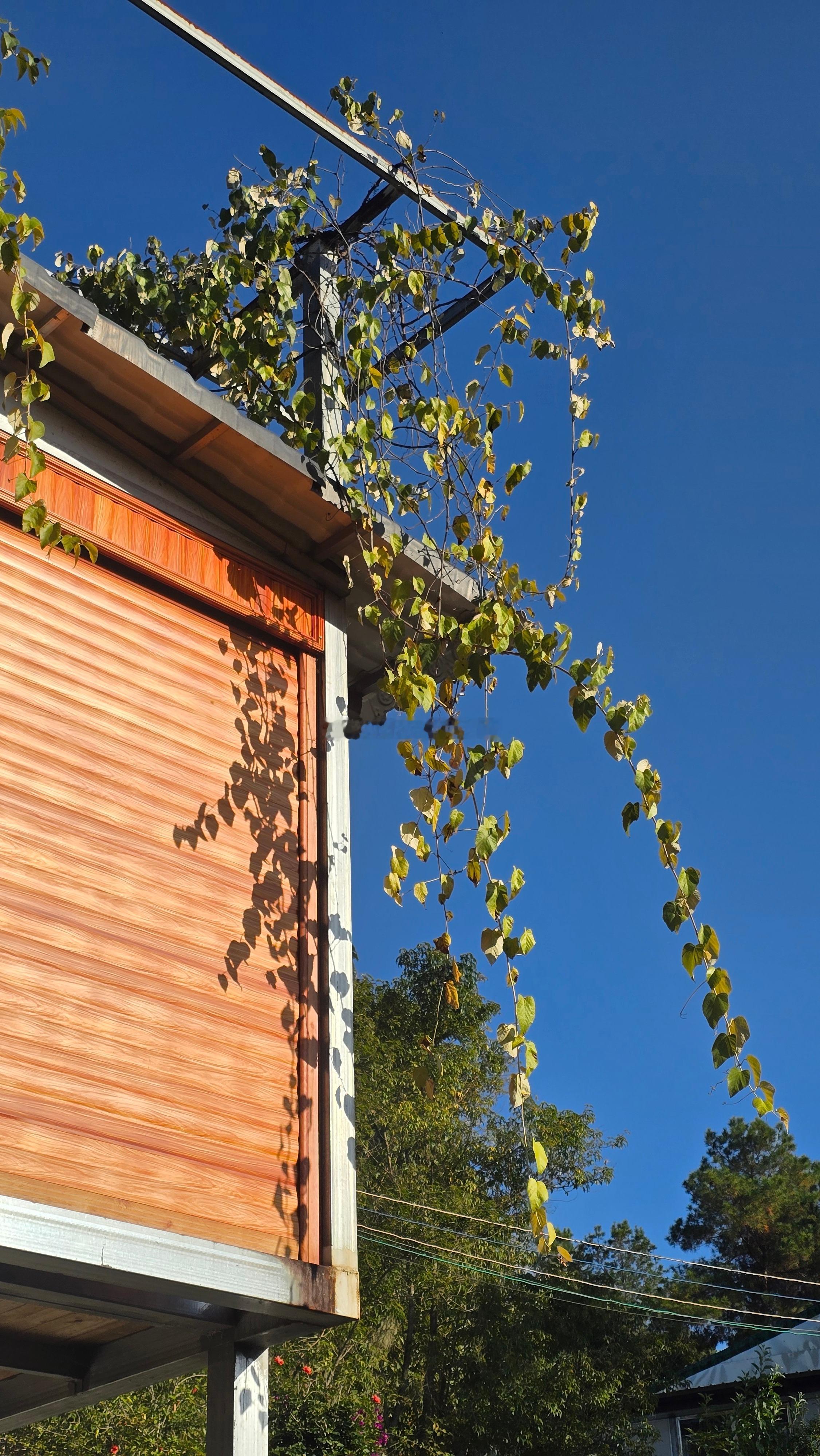 花开四季，阳光温暖