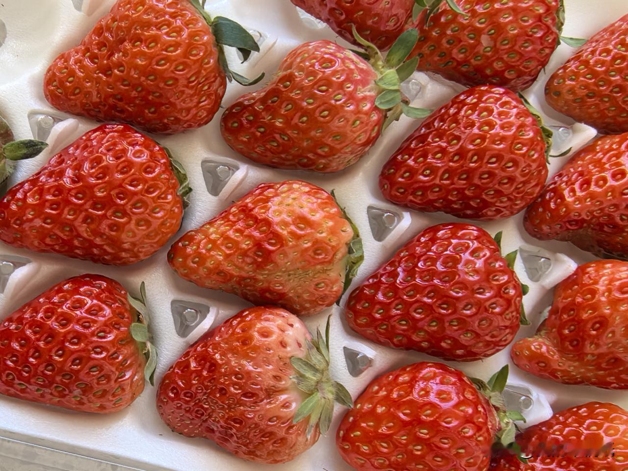 昨天到西宁一家亲生物园店买菜，见货架上摆着新鲜草莓，听说最近湟中、互助等地草莓正