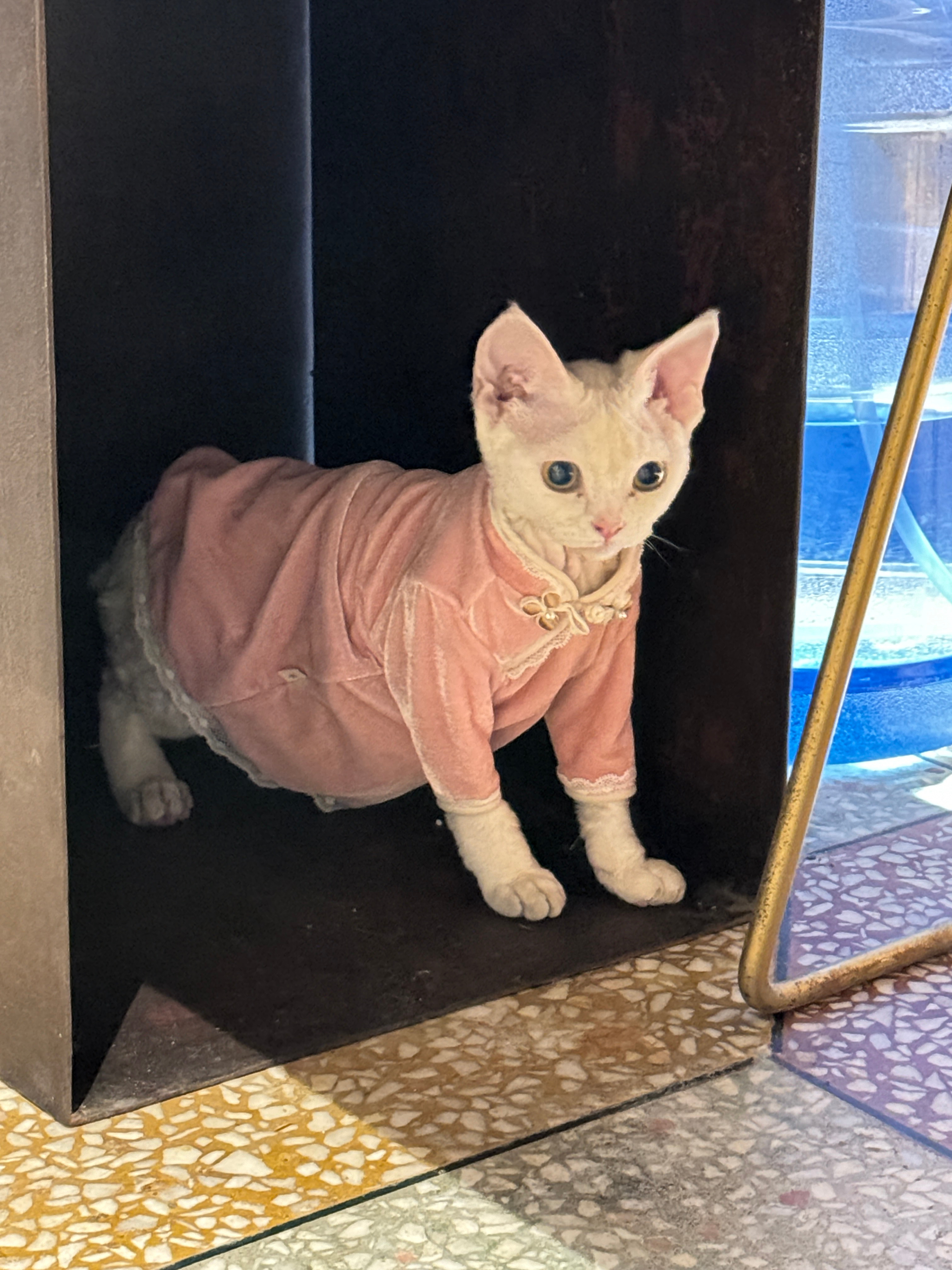 穿上旗袍就不会走路的小猫🐱  ​​​