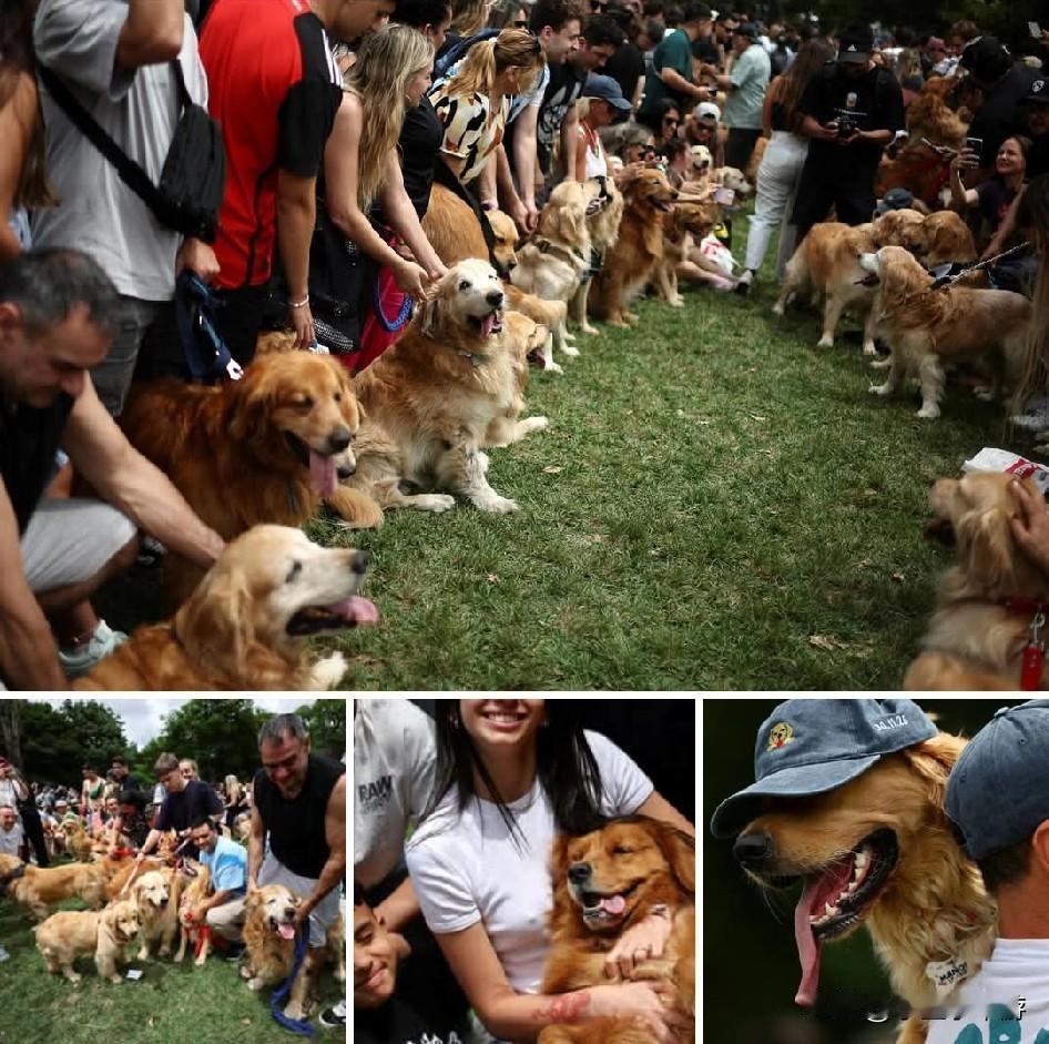 在阿根廷布宜诺斯艾利斯的一座公园内，成百上千只金毛犬本周在主人的带领下试图打破吉