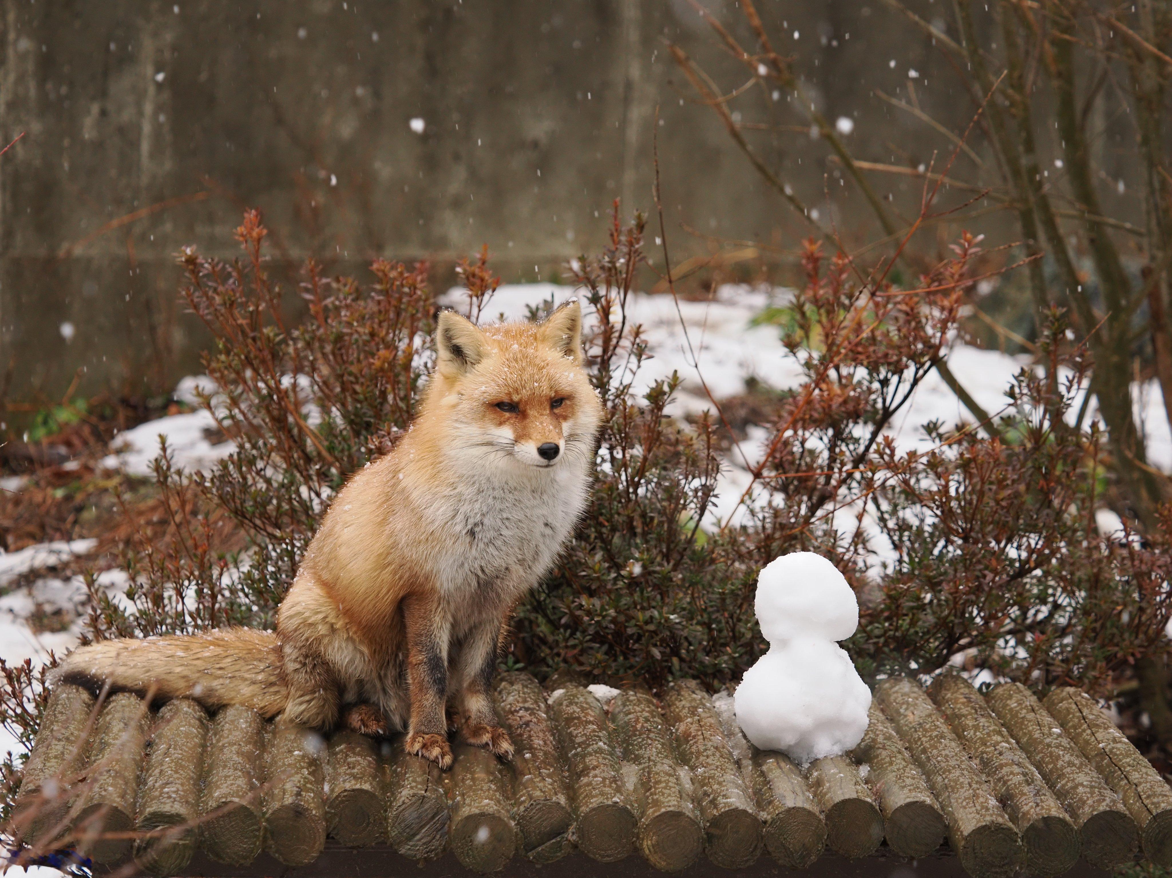 狐狸 狐狐和小雪人儿©️VulpesPerson 