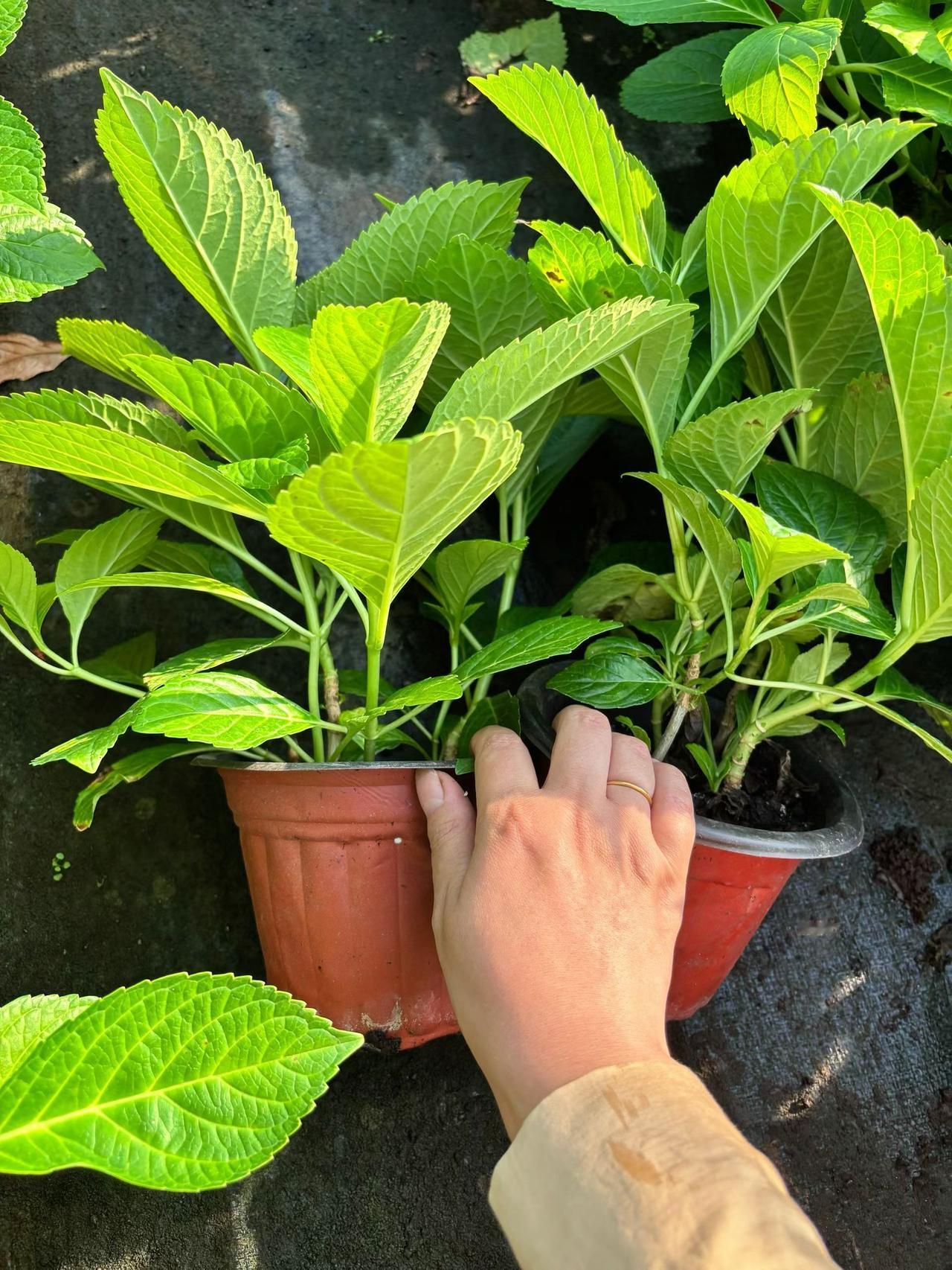 真实生活分享计划 种植养花的乐趣 绣球种苗 无尽夏 无尽夏绣球
