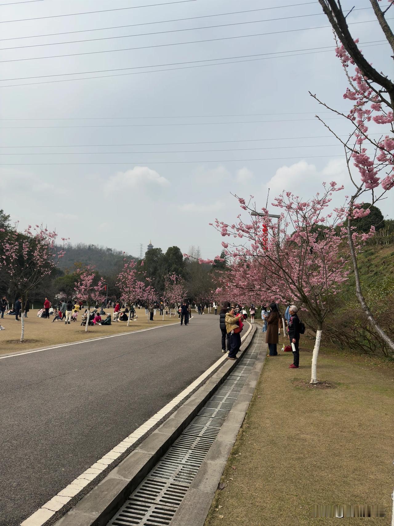 重庆园博园早樱进入了盛花期，错过再等一年！

2月17日，重庆园博园里的椿寒樱，