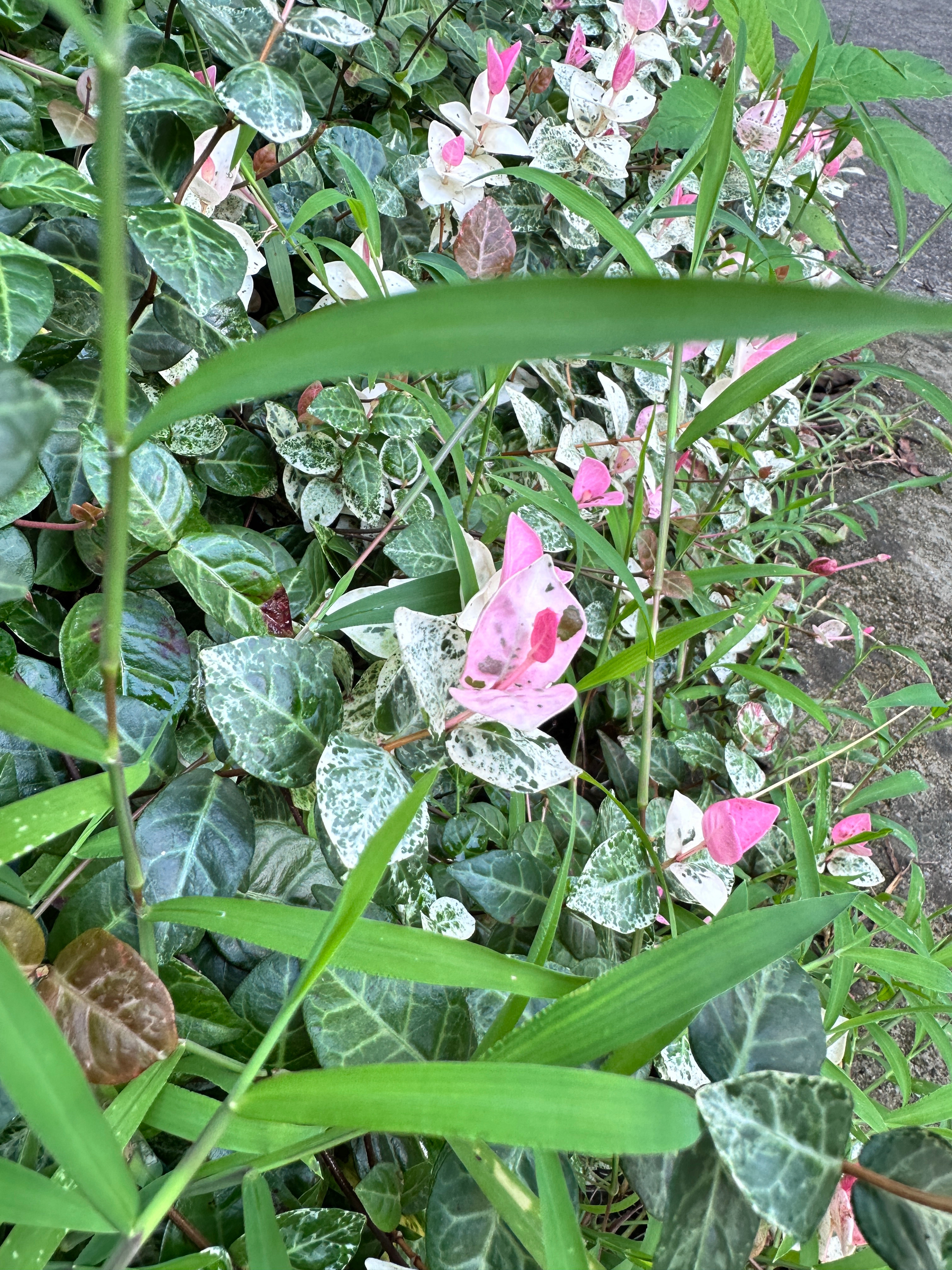 这是什么小花？还怪好看的 
