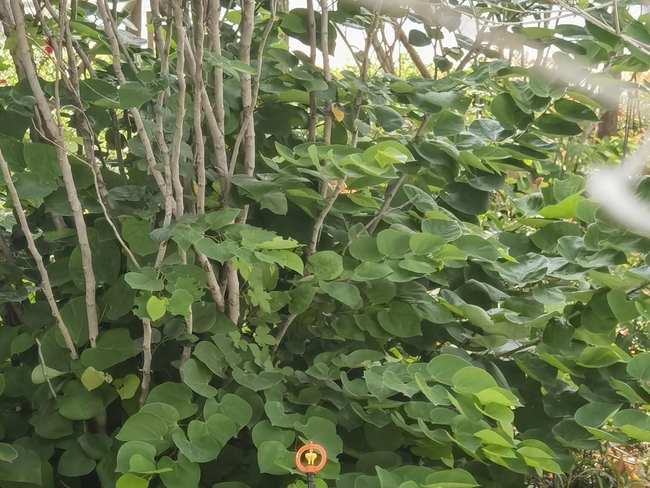 这是一朵啥花儿🌹？友友看这什么花