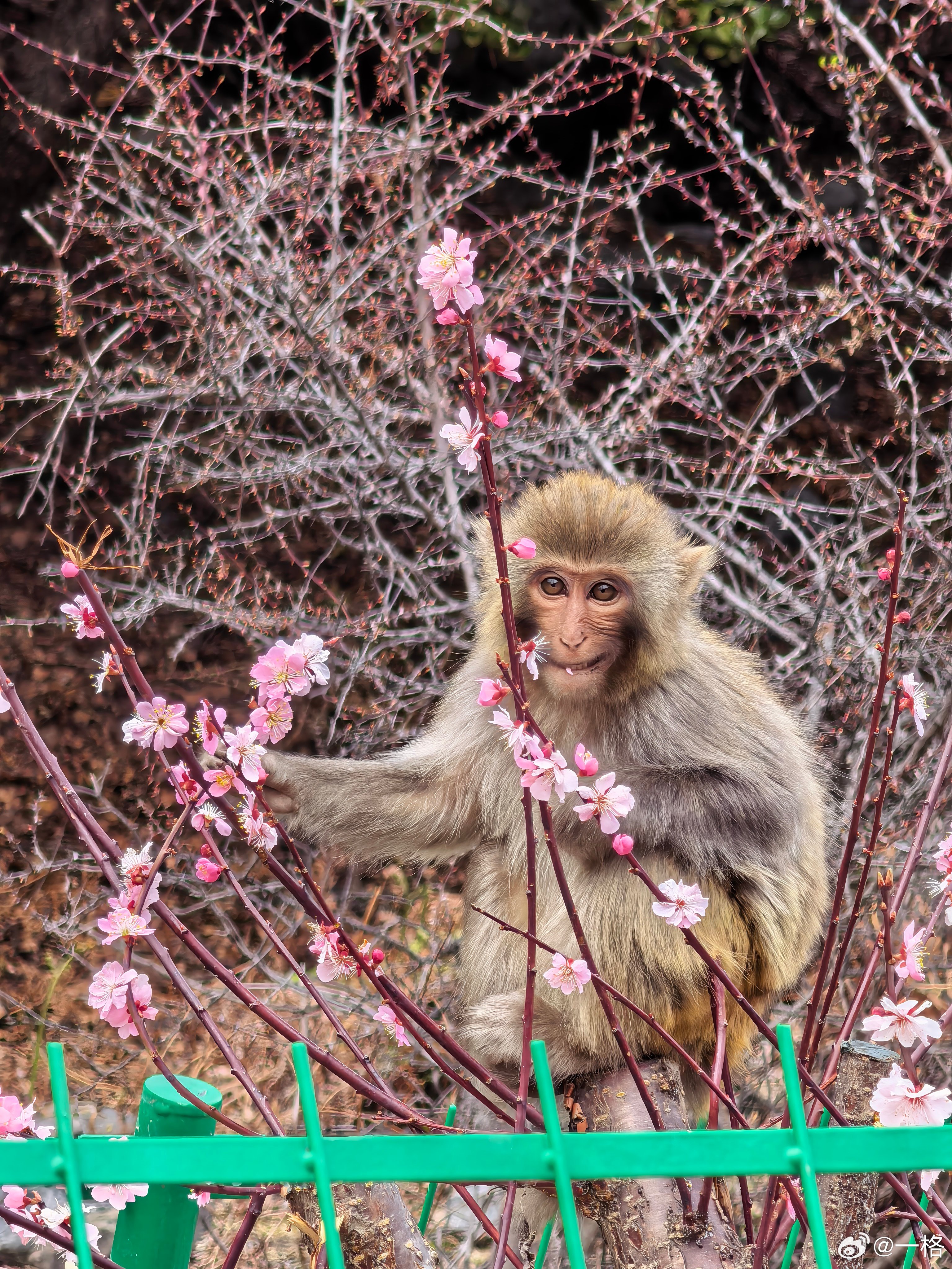 回家啦，西藏拜拜👋 林芝