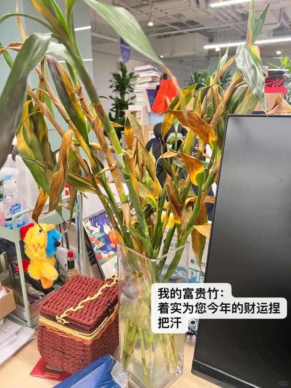 好家伙，这工位摆的不是花，是份“富贵险中求”的宣言啊！

浙江这位姐妹晒出同事桌