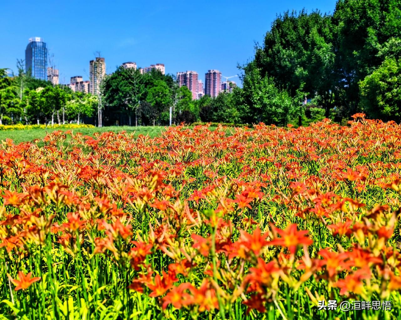 城市绿洲中的橙色花海，现代建筑与自然美景的完美融合。