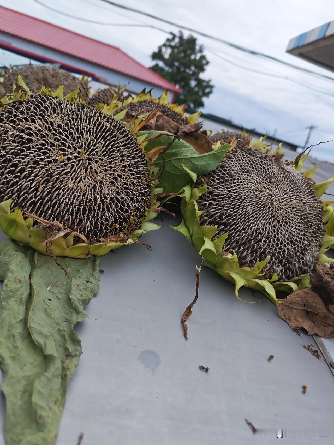 拔掉了很多，只留了四分之一的数量，就让它很随意地长。
也不知道啥时候能成熟，等几