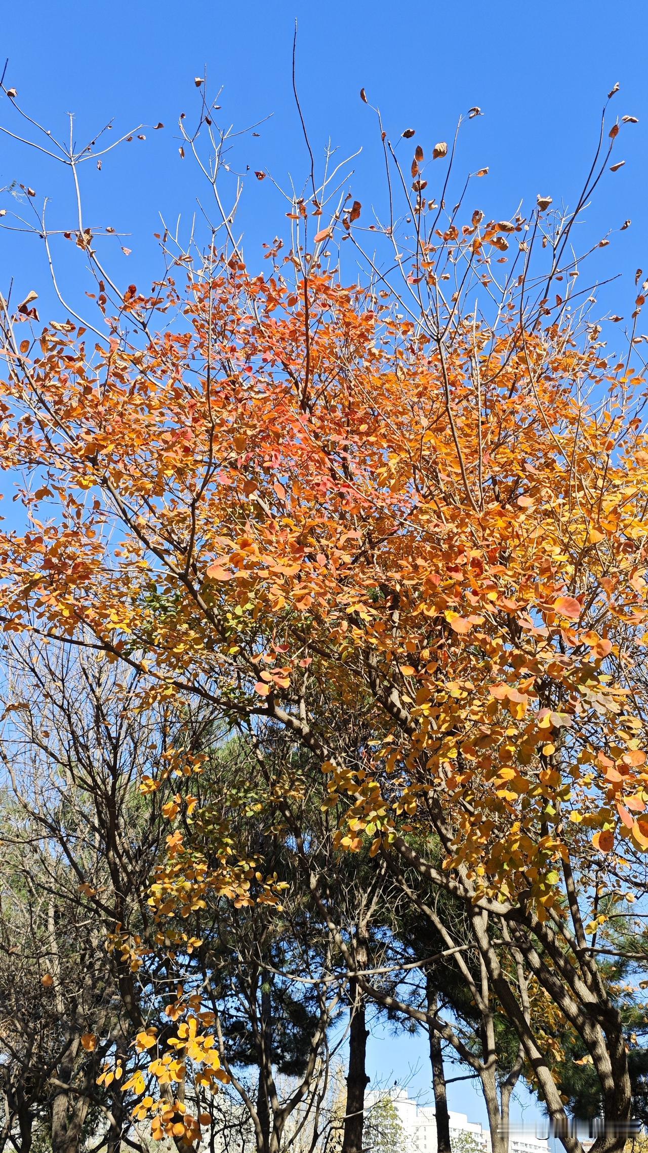 今天风和日丽，阳光明媚，一点儿也不冷。

我在户外专心致志地晒了半小时太阳，然后