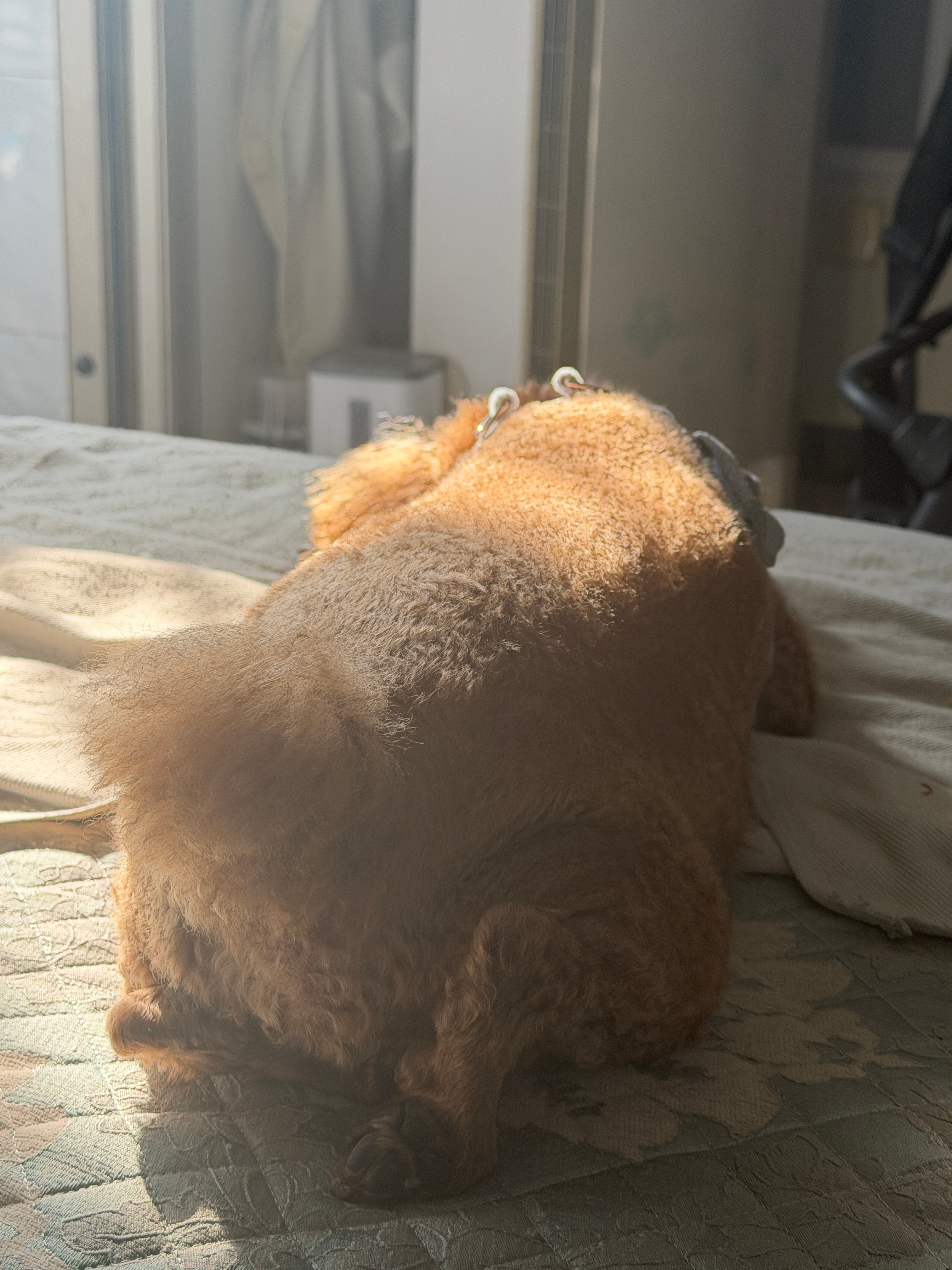发光小狗狗 ​​​