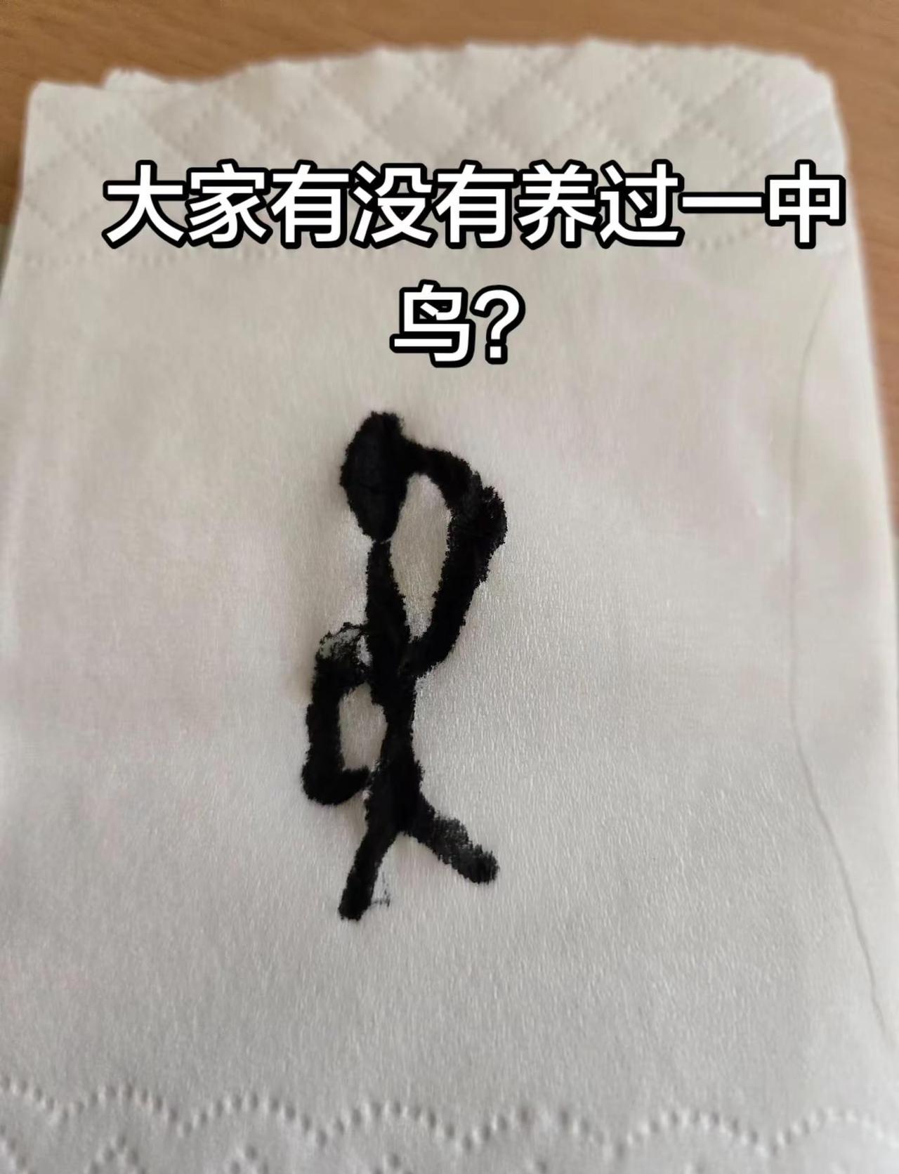 朋友们，你们有没有养过这个鸟？萌萌的脚上还有两个环环挺能挺粘人的。他是个绝世好鸟