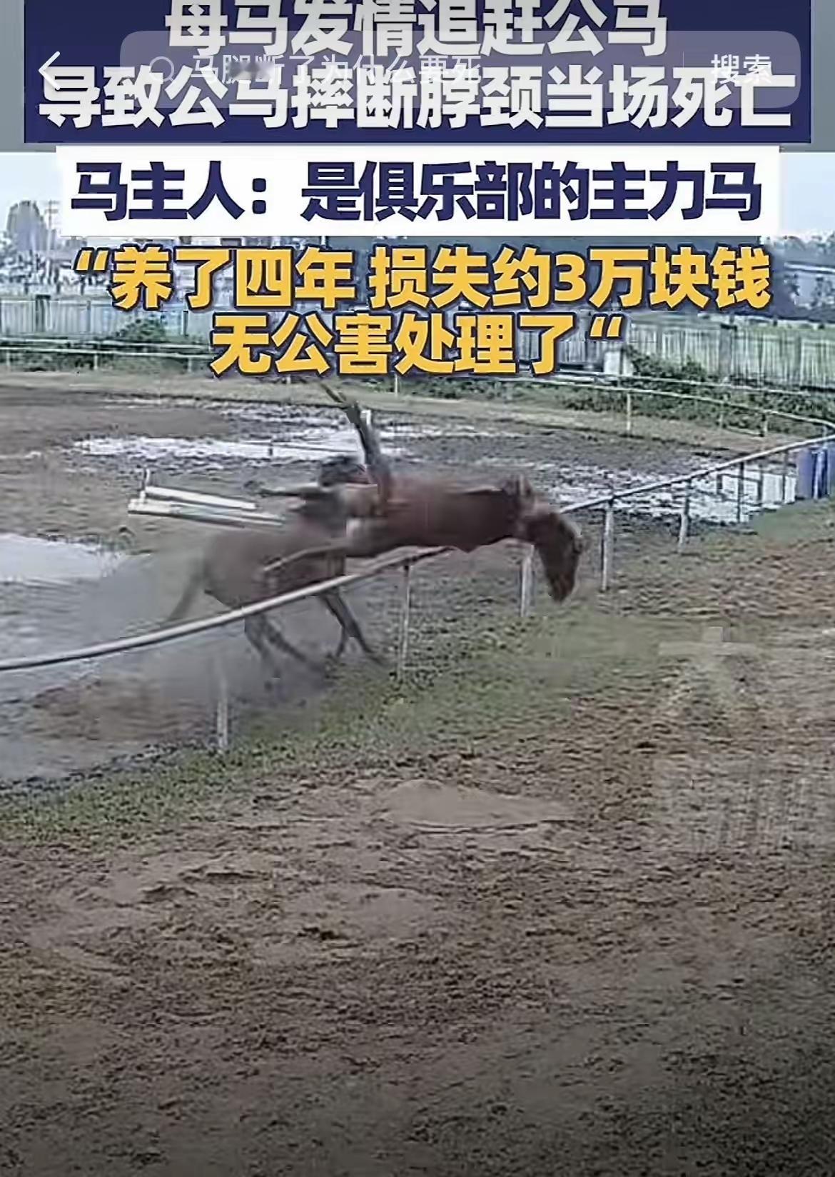 这可能是最悲剧的死法了！安徽一马场内，一匹母马发情疯狂的追逐一匹公马，公马被吓到