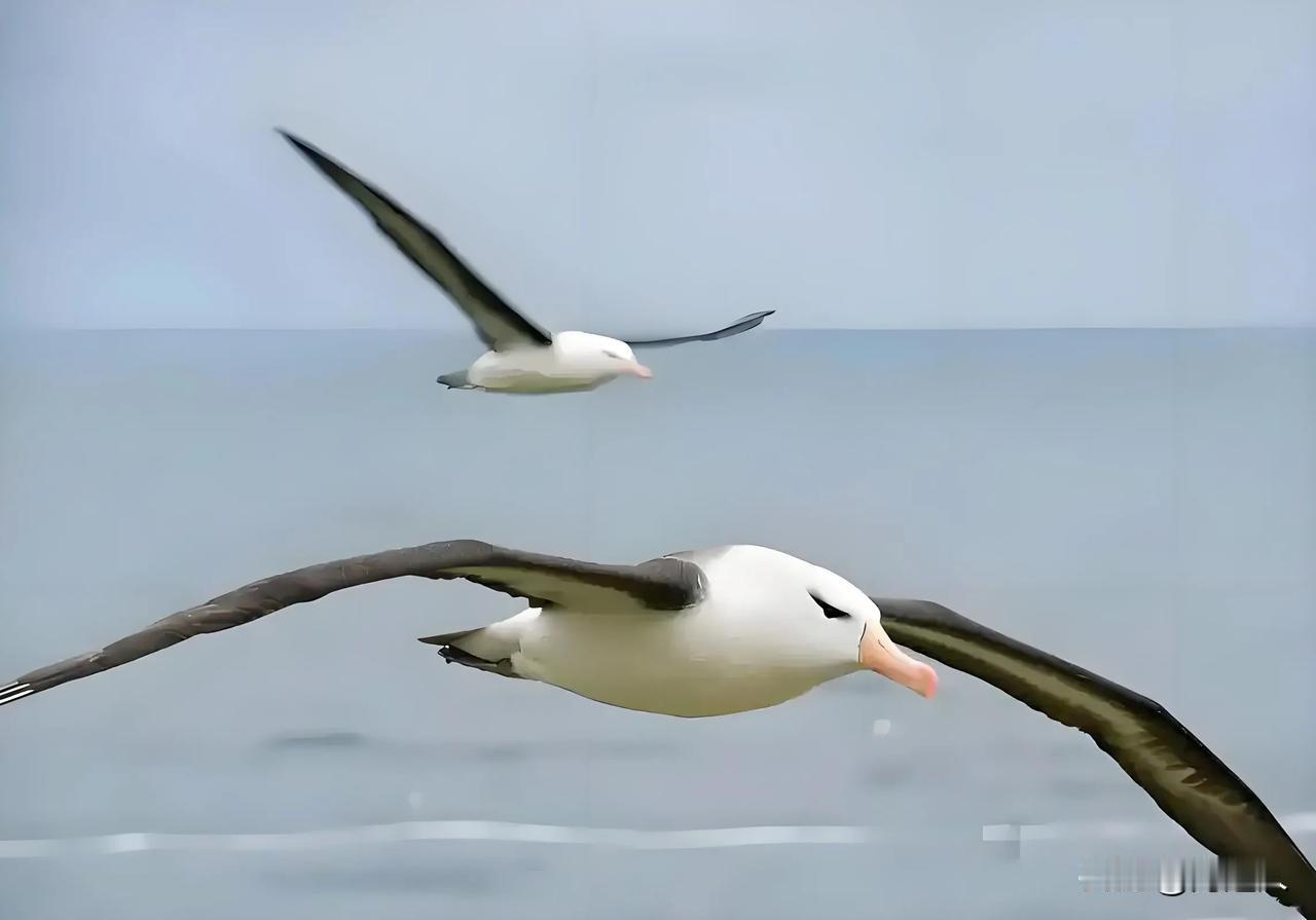 你知道企鹅是从信天翁演化而来吗？