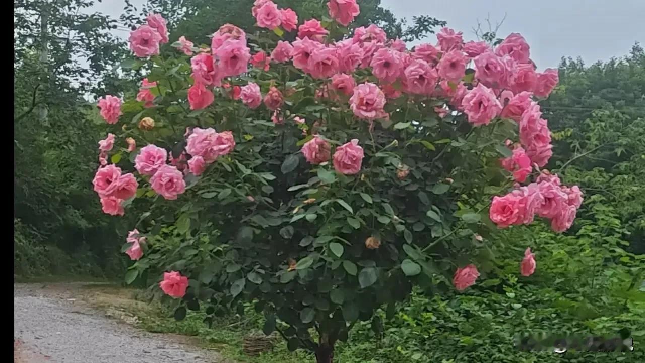 欢迎友友们速来显身手！本上联是原创，下联我已编辑，请文友们据现有下联，对出上联来