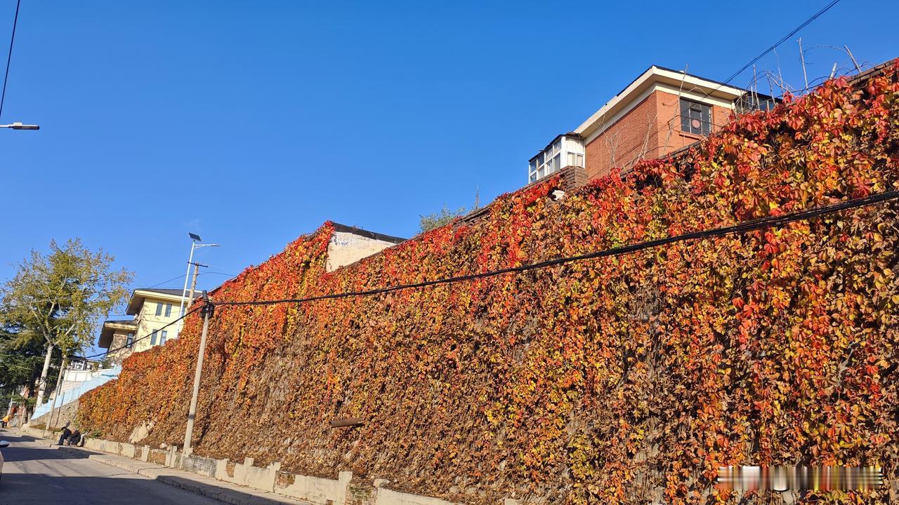 上午去凤凰山公墓给母亲烧纸。没想到烧纸的人那么多。需要排队才能等到一个烧纸的铁皮