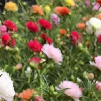 太阳花1. 栽培方式：园土+颗粒土，不择土壤、耐贫瘠；匍匐生长，浅盆养护即可，扦