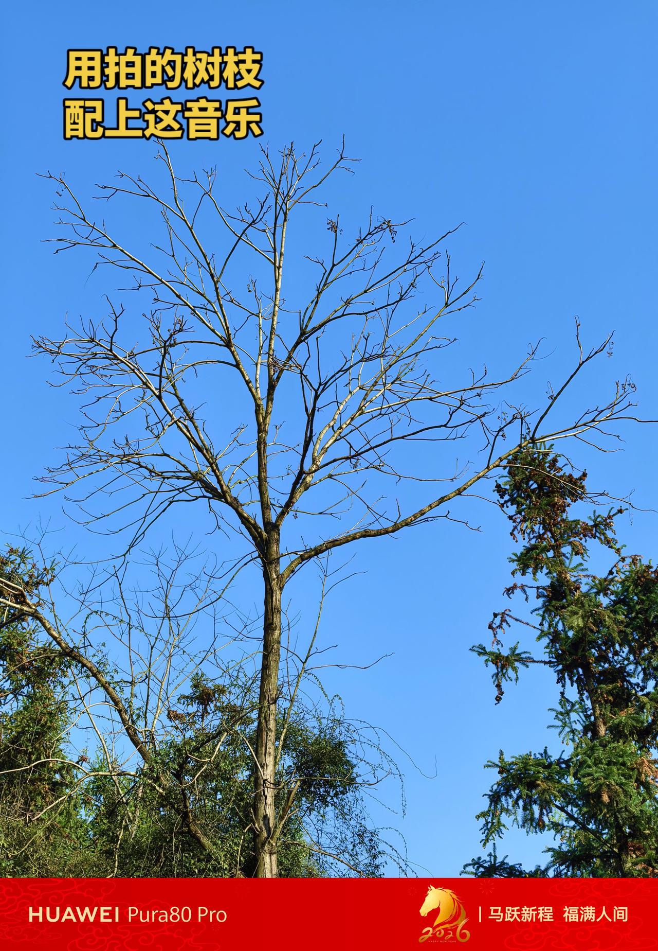 农村的天空是真的蓝，同频的人才能理解！枯木逢春 看看你手机里的天空 享受大自然