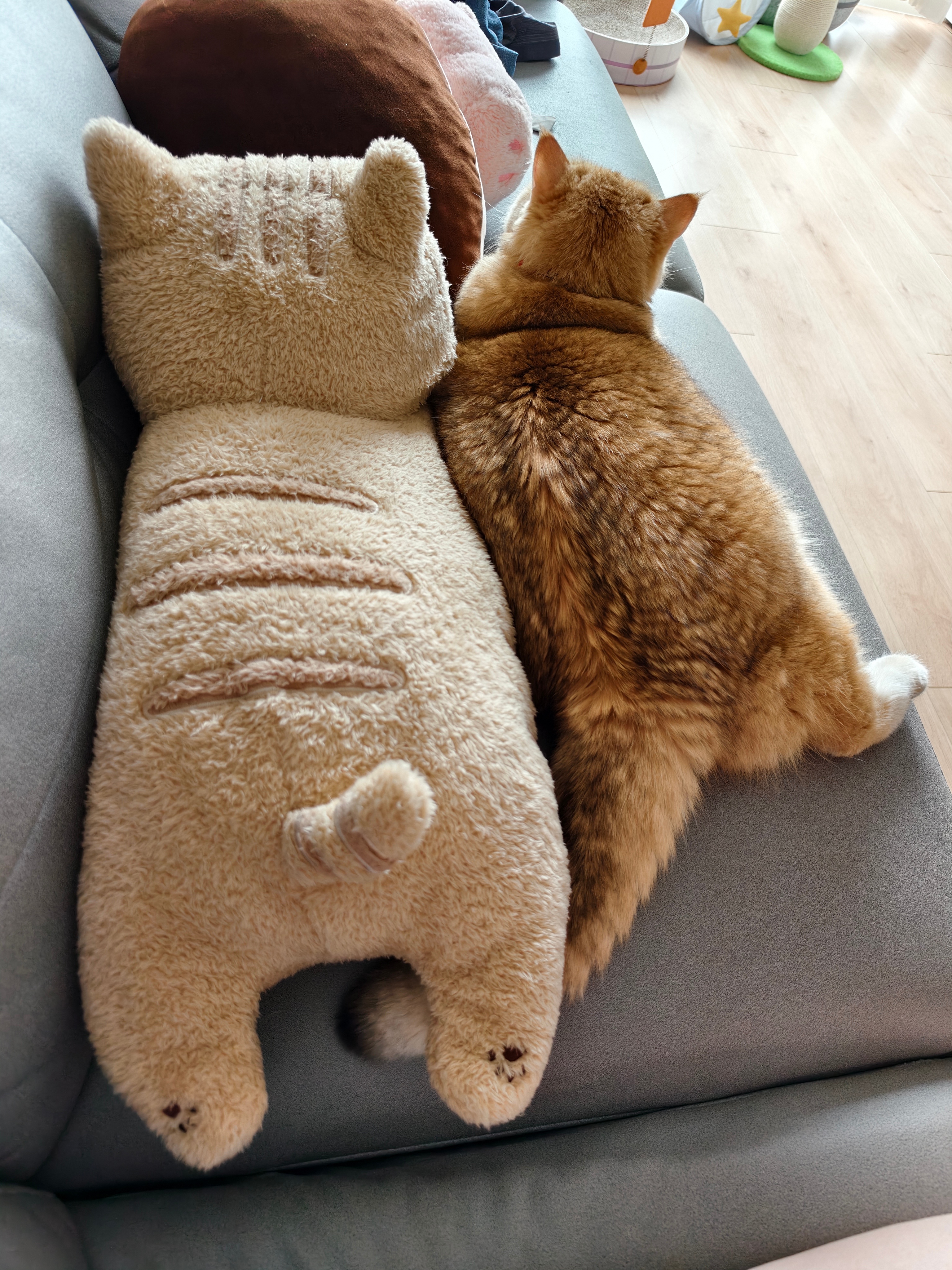 肥四看到假猫陪我看电视，跑来一起躺电视剧里发现受害者的时候她还猛地抬头看！