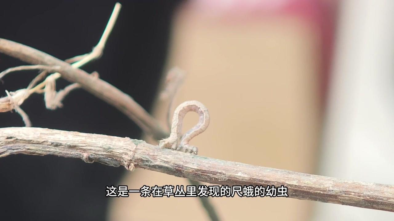 🦋草丛里的尺蛾幼虫，像极了细胞里的驱动蛋白！

这是一条在草丛里发现的尺蛾的幼