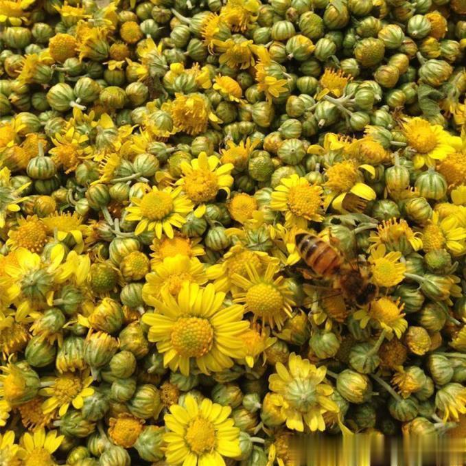 野菊花【性味与归经】苦、辛，微寒。归肝、心经。 　　【功能与主治】清热解毒，泻火