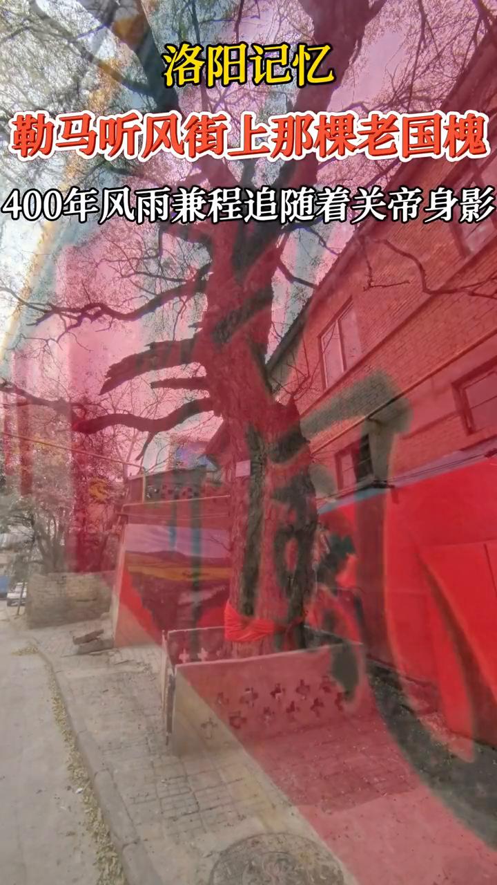 洛阳记忆。
勒马听风街上那棵老国槐，400年风雨兼程追随着关帝身影。