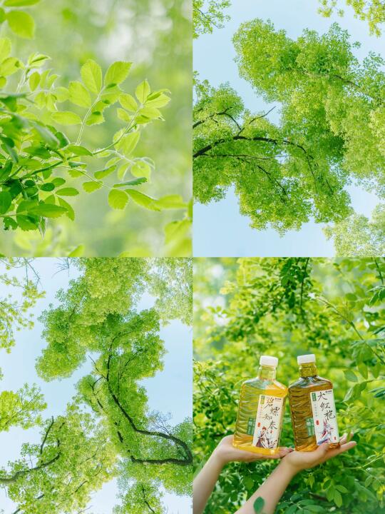 🍃｜茶香四溢的草木之行