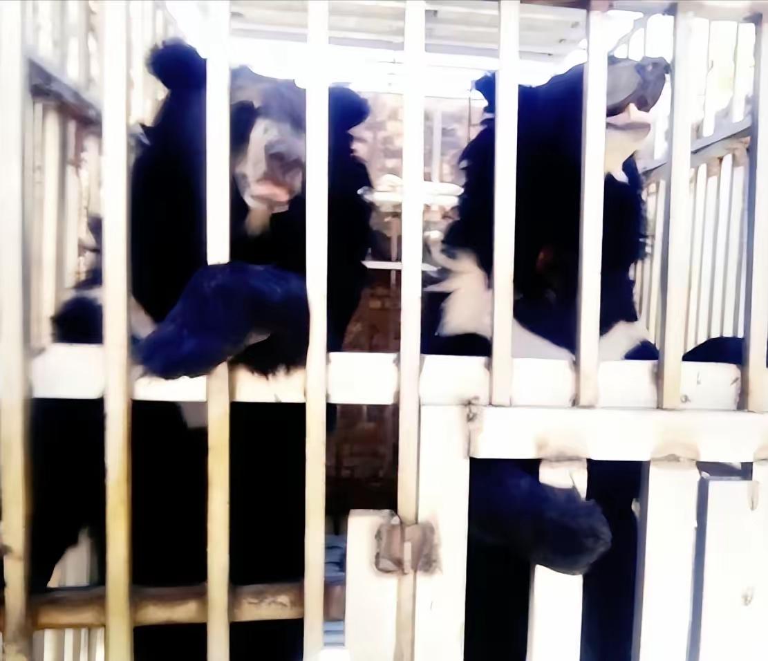 黑幕太揪心了，泰国军队在泰柬边境的特莫达赌场执行清剿任务，结果在赌场废墟里听到了