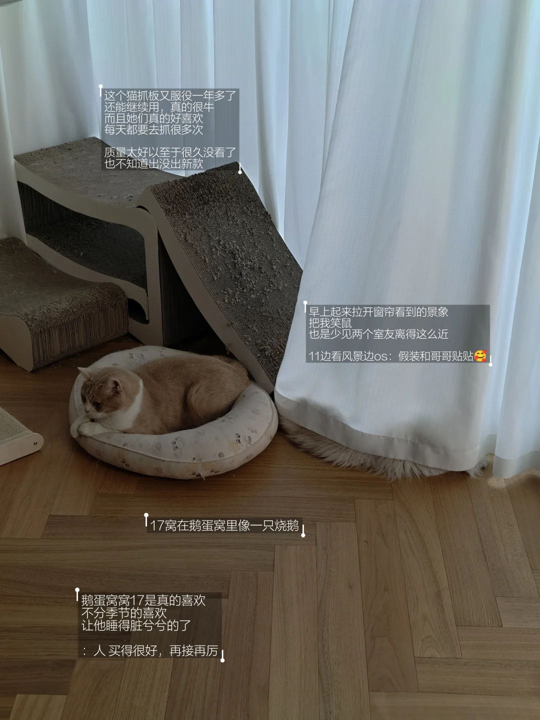 小猫日记 | 小猫幸福我就幸福