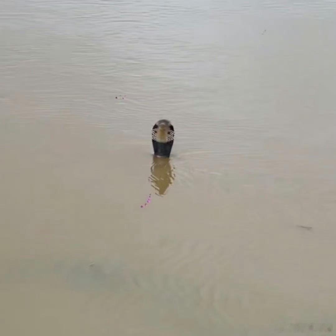 洪水致养蛇场蛇逃出有眼镜蛇我滴妈耶……洪水已经够吓人了，现在还冒出来眼镜蛇？我看