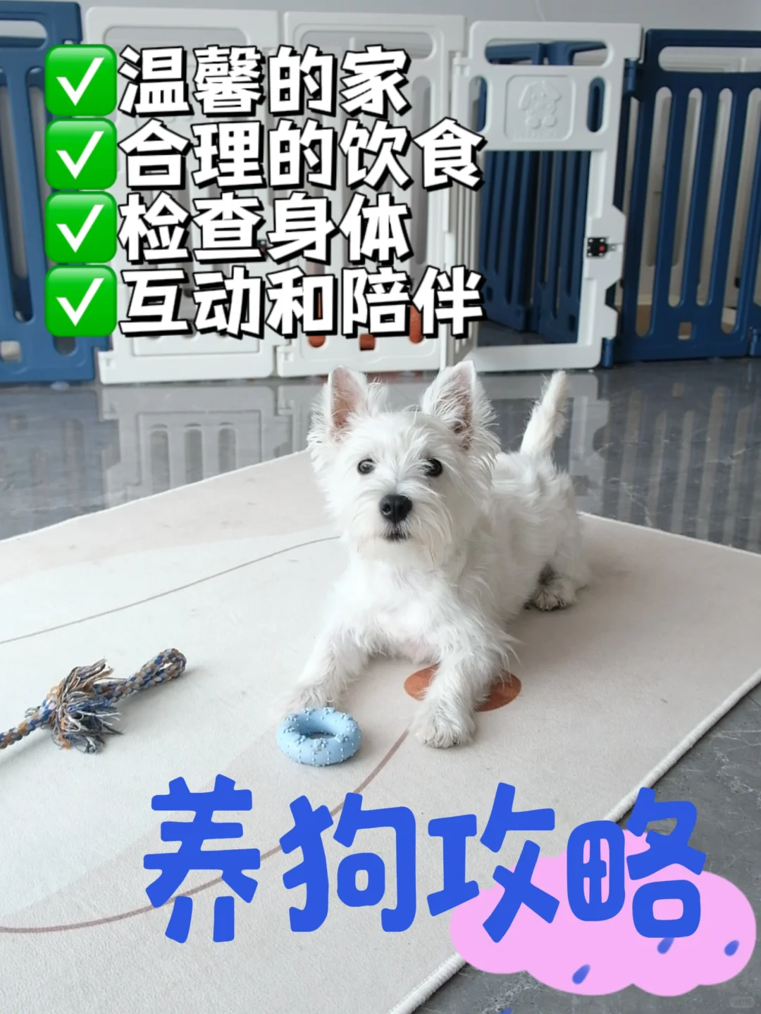 🐶养狗攻略：让你的狗狗成为最幸福的小伙伴