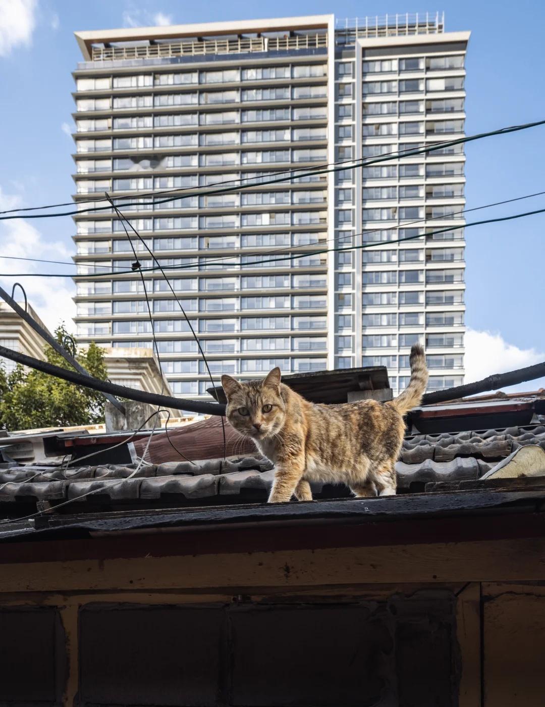 上海｜告别拎马桶，猫成弄堂主
桑园街居民如愿迁走
上海就此告别“马桶时代”
穿行