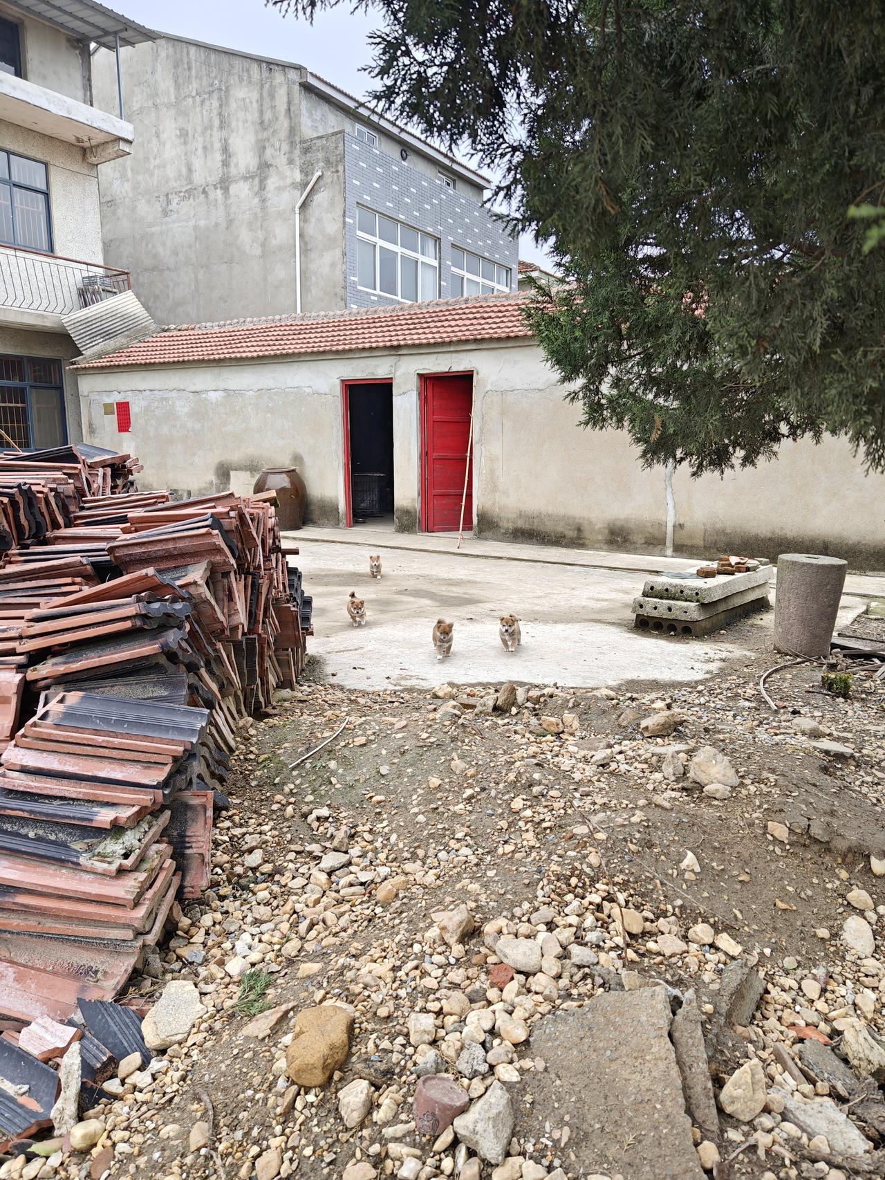 晒图笔记大赛四个小可爱