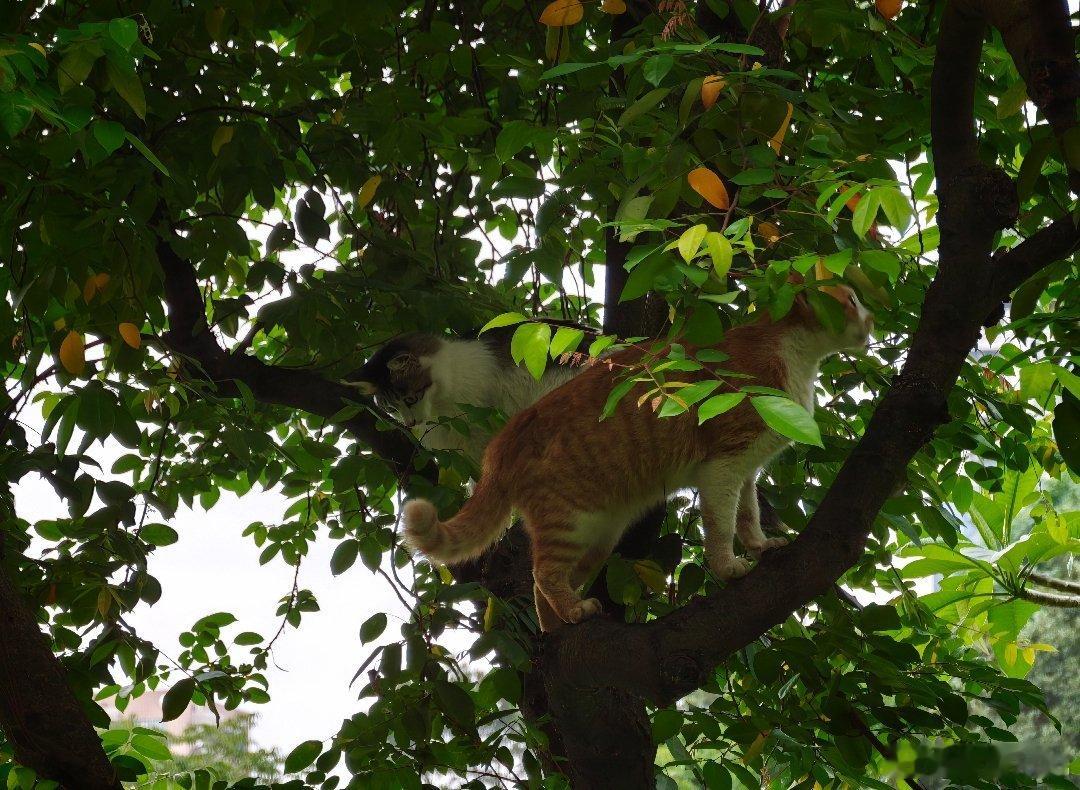 第二张的小猫似乎有点妖娆啊