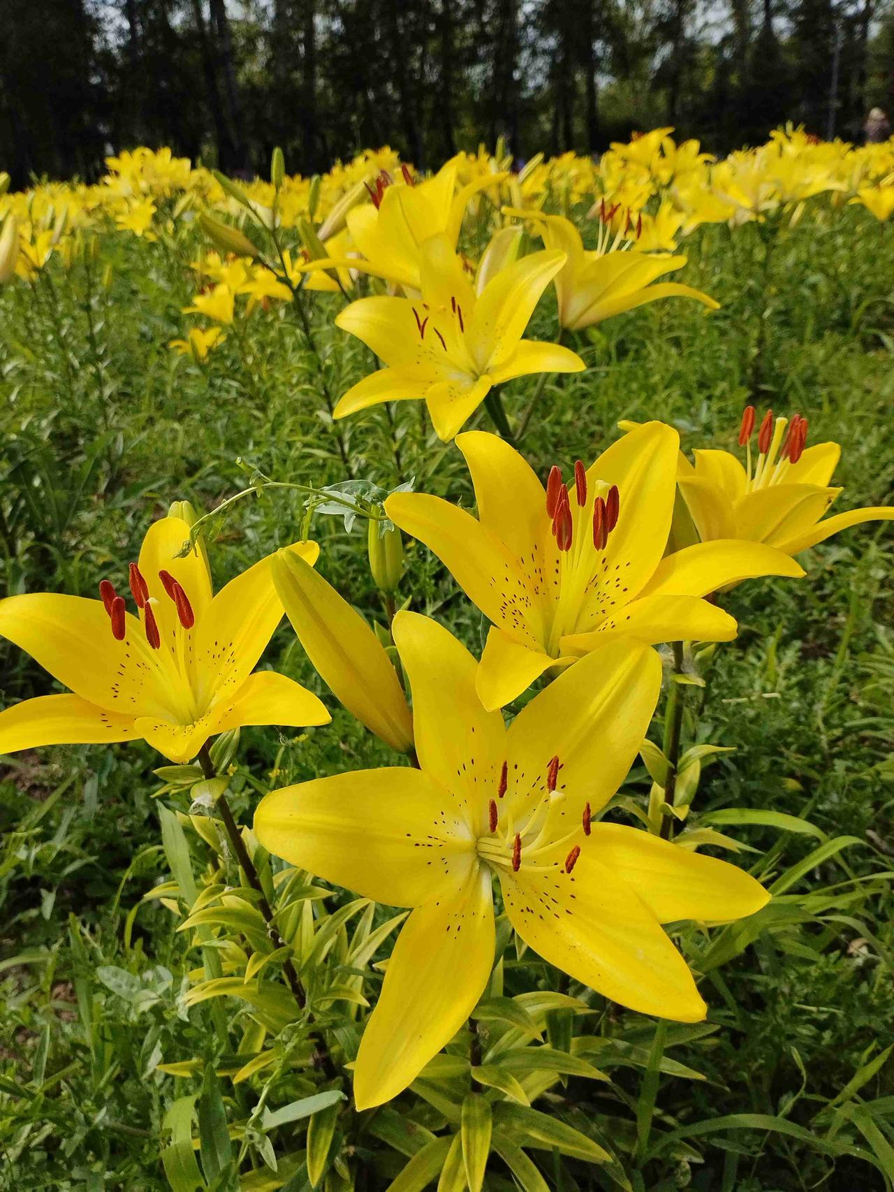 我的今日状态：😁轻松愉快
我这里的天气：☀️晴天
  这里是黑龙江省肇东市南湖