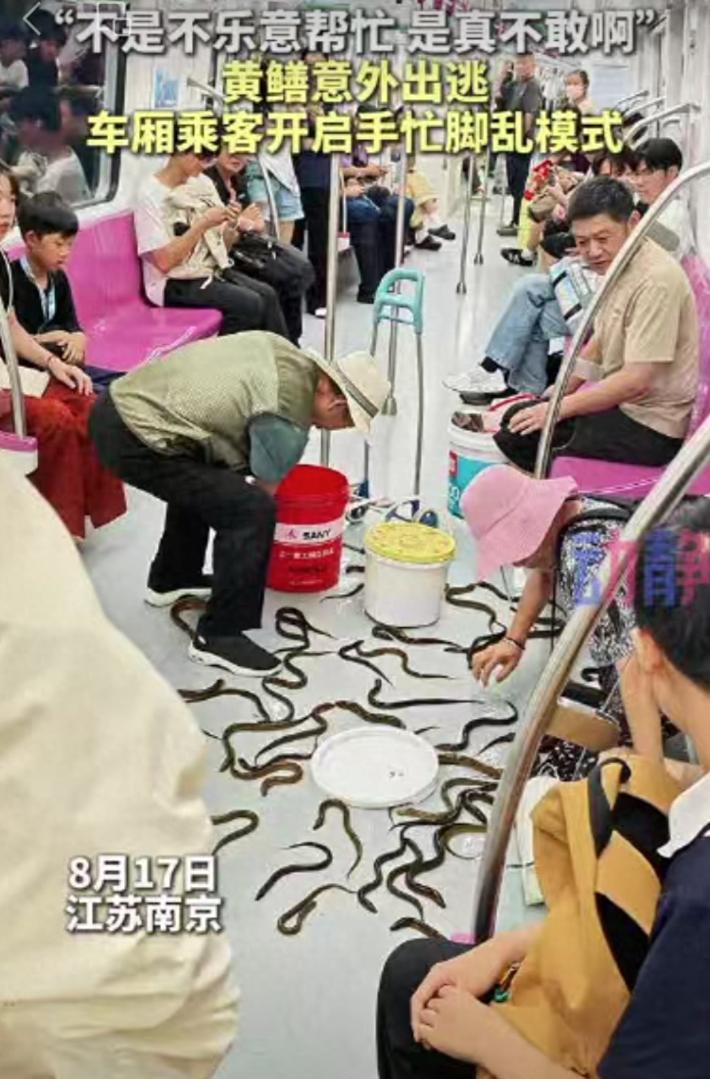 江苏南京，一位大叔提着装满黄鳝的塑料桶乘车，乘车途中不小心被绊倒，手里的桶直接翻