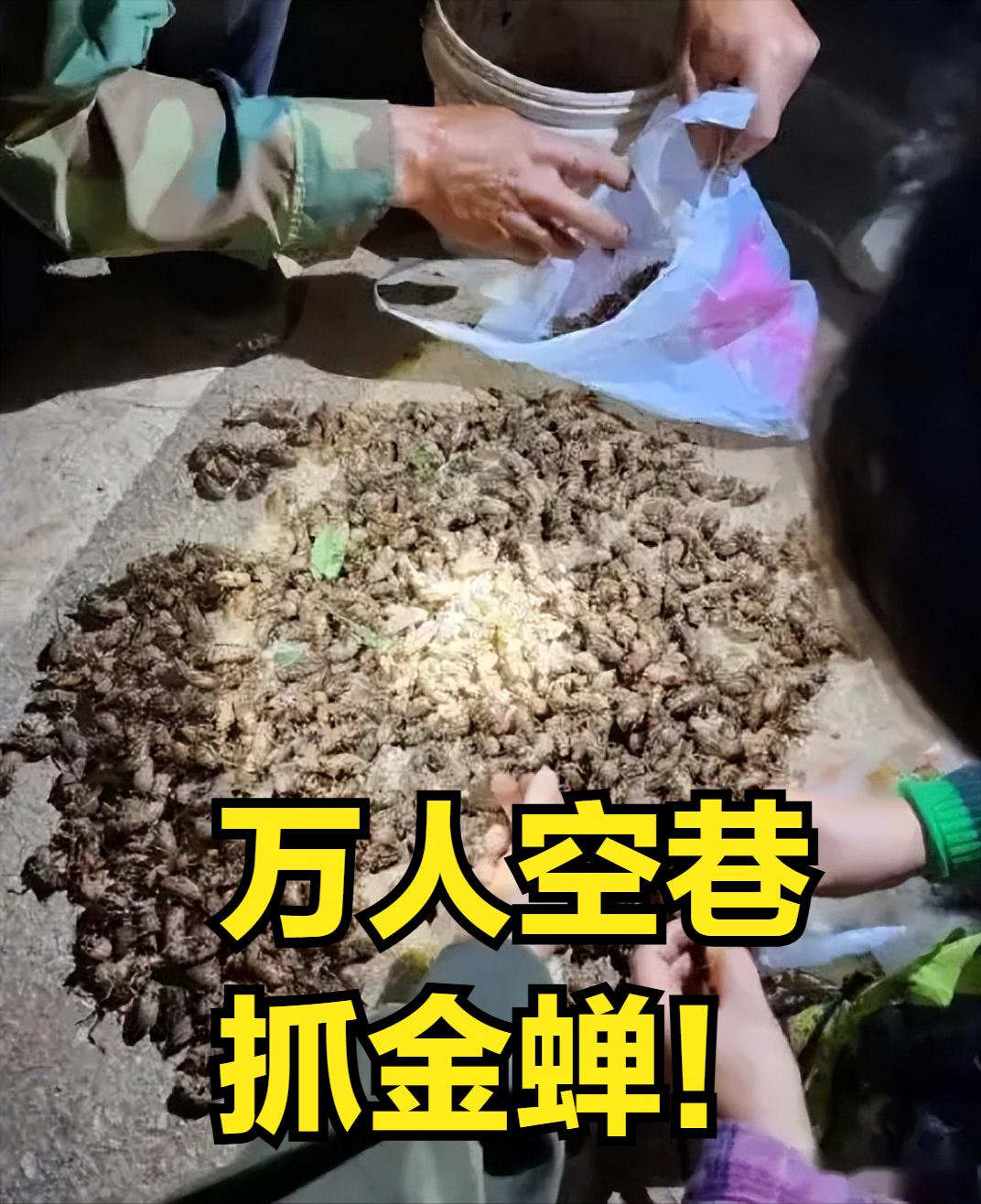 四川的“淘金热”！

     六点多钟，本来是大家收工回家的时间，可是四川会东