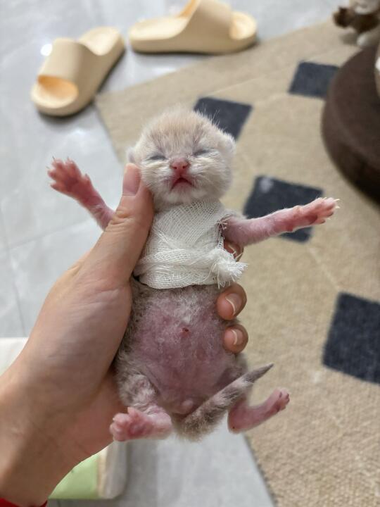 真是可怜又带点好笑