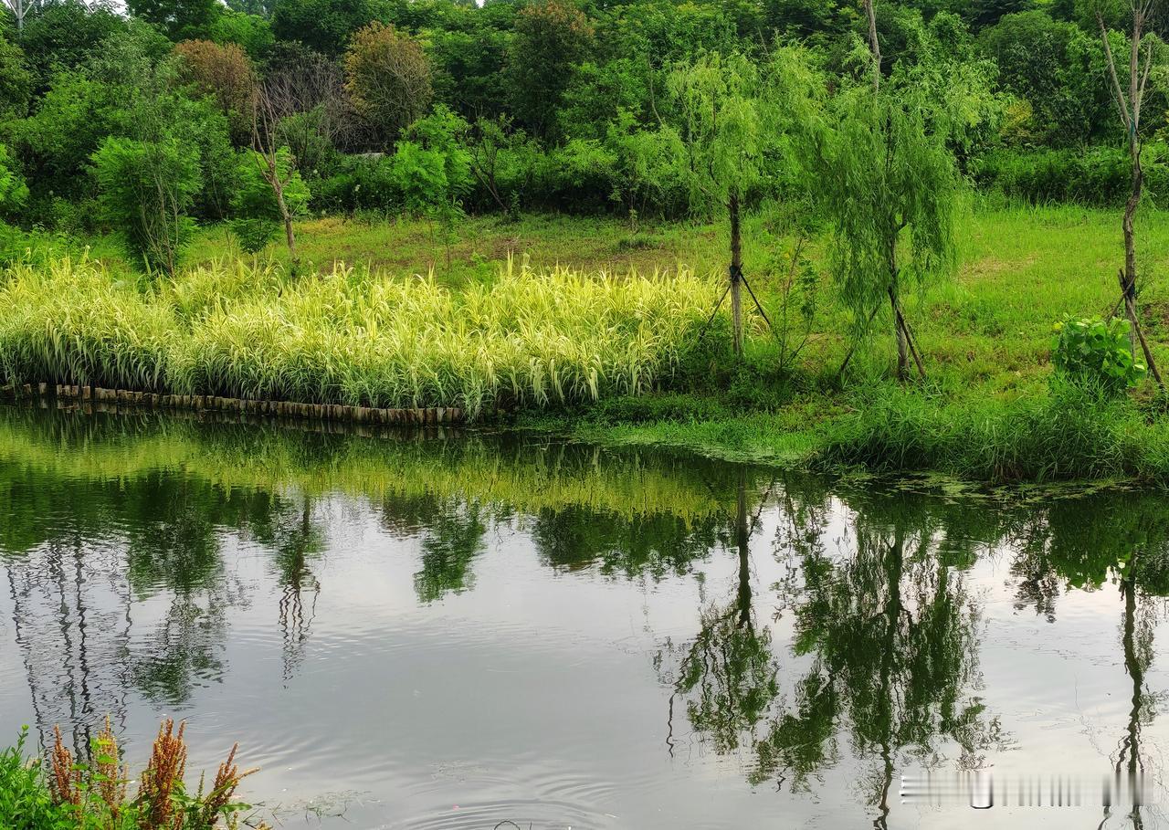 夏日的风掠过小河畔，携着草木湿润的清香，在一汪静水旁铺开满目葱茏。
 
河水清浅