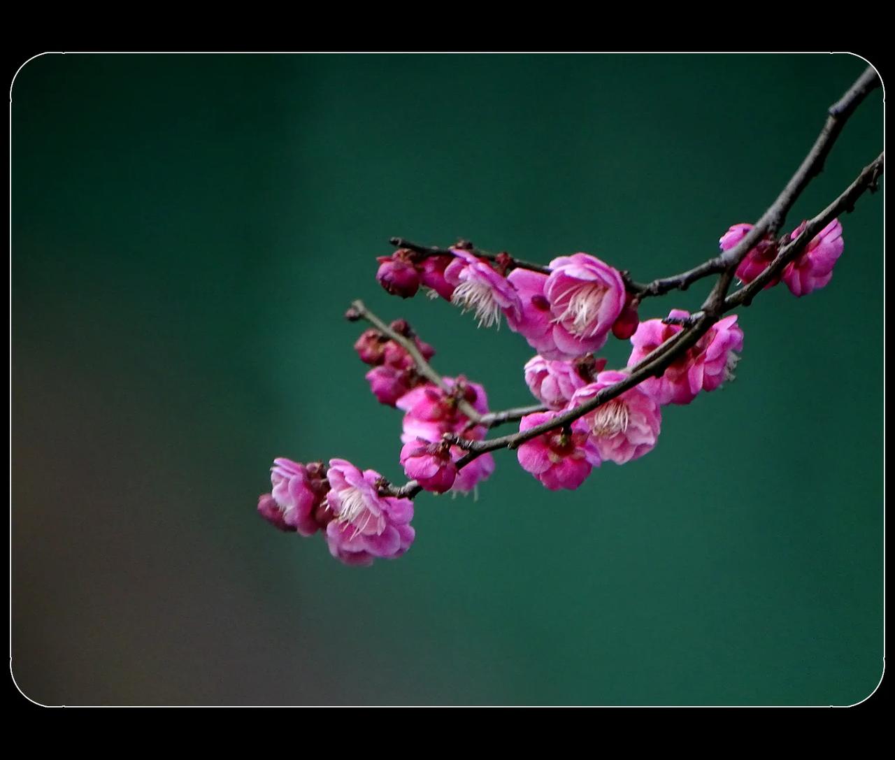 《浣花溪，红梅映碧水》
红梅映着碧水，别有一番风景。成都浣花溪公园，在这二月红梅