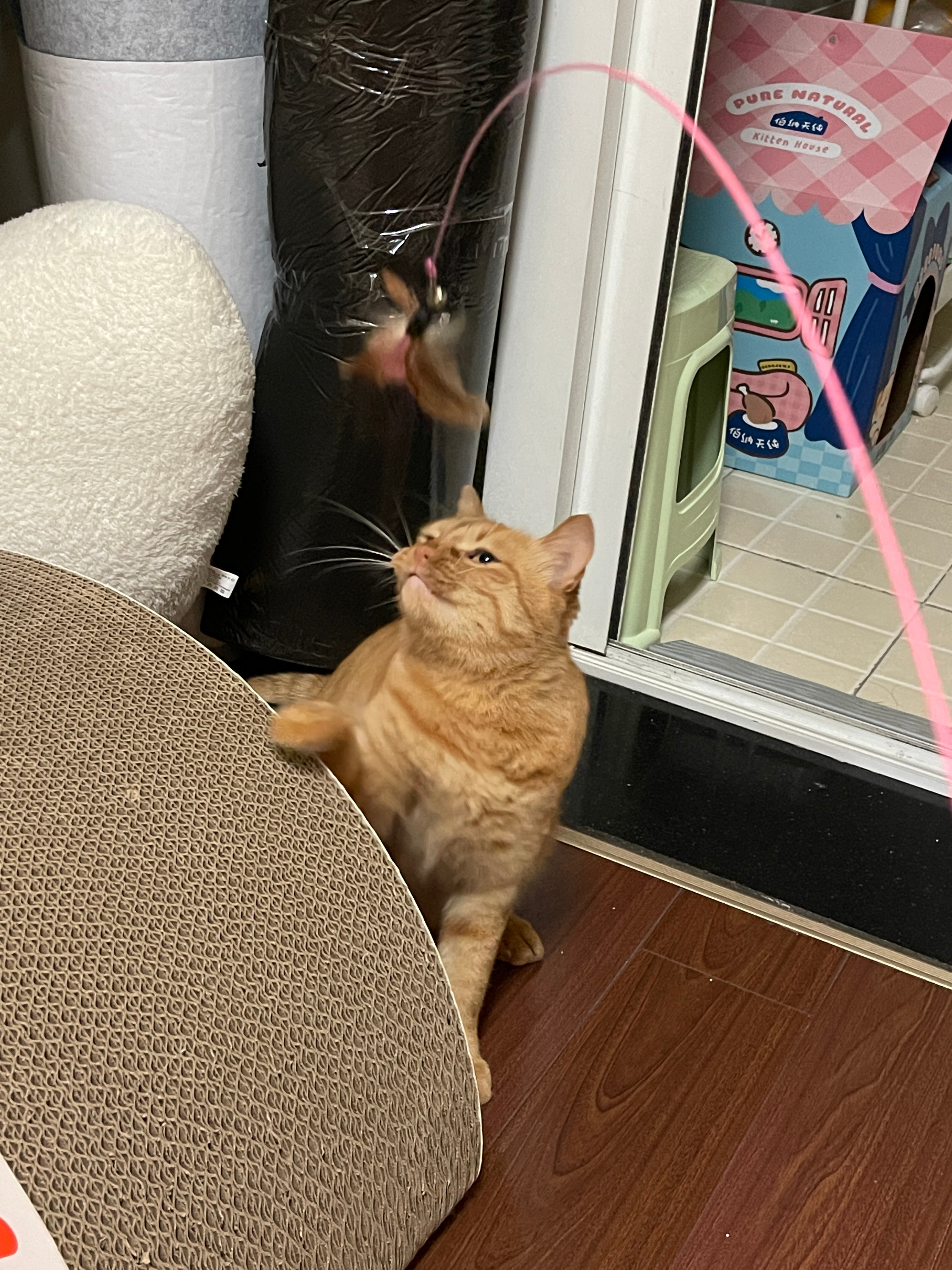 笑s，碗碗玩逗猫棒时都要用眼神时刻提防旁边的豚豚 