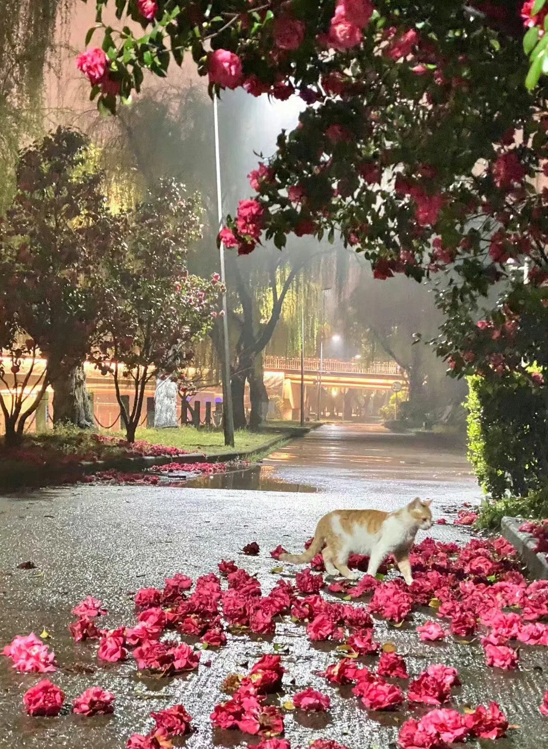 猫猫的无意闯入 美的好像一幅画