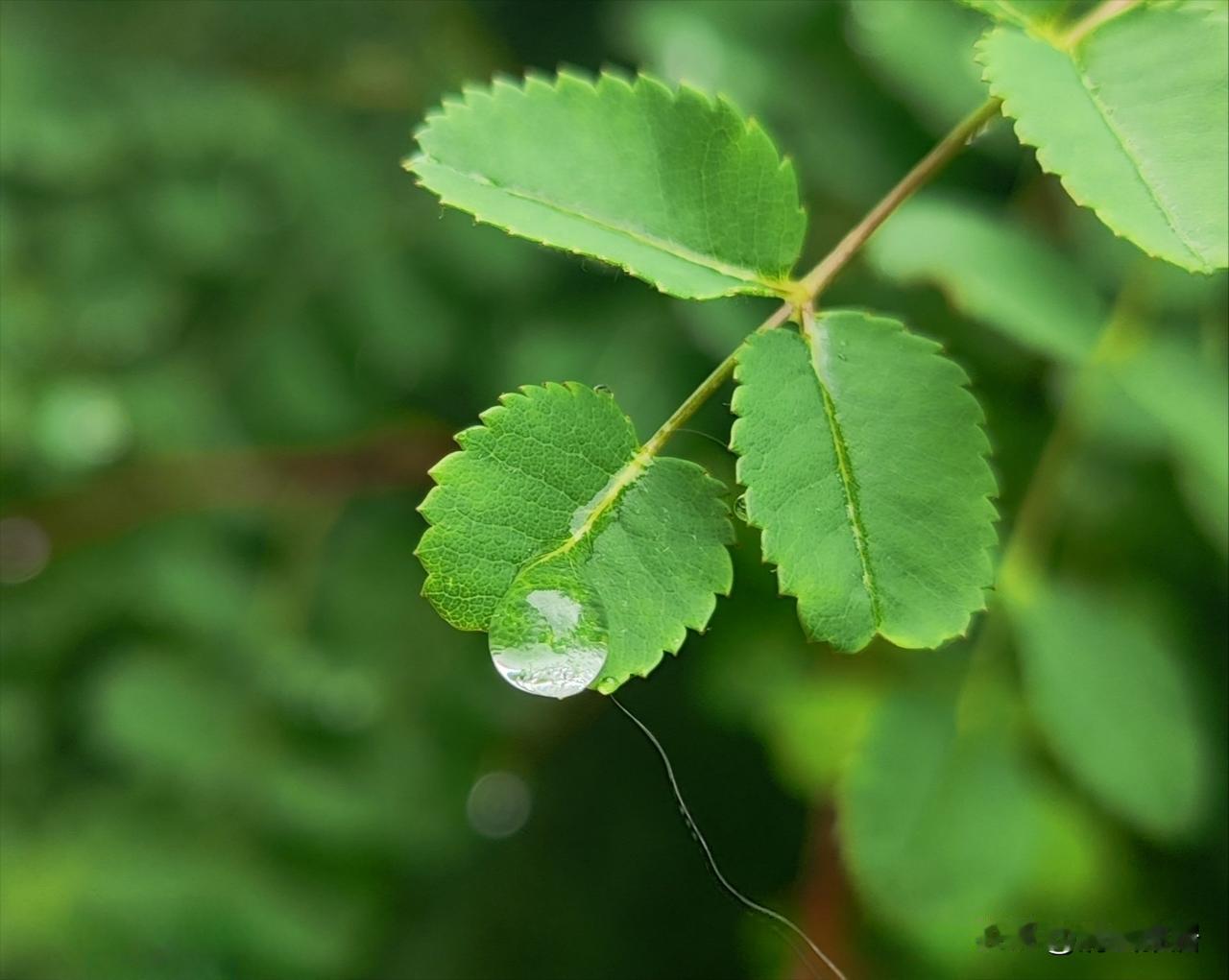 晒图笔记大赛一场大雨，滋润着大地，也让人们忍不住呼吸新鲜空气。看着绿油油的草木，